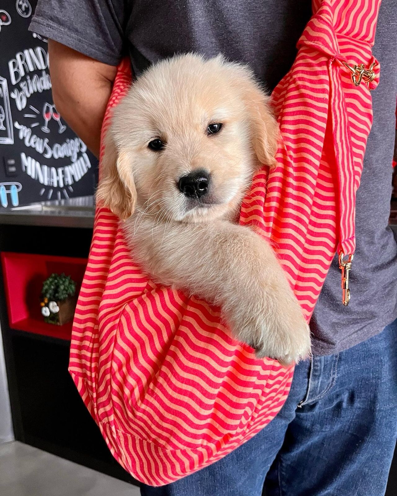 Gaia, golden filhote usando o sling antes de terminar as vacinas básicas