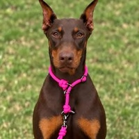 Coleira de Treino para Cachorros em Corda com Limitador – Cachorraria
