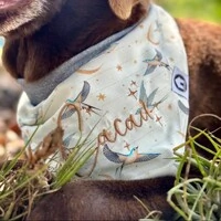 Bandana Voos para um Novo Ciclo