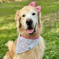 Bandana Rosa do Mato