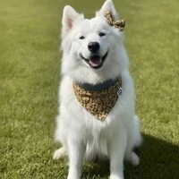 Bandana Entre Plumas