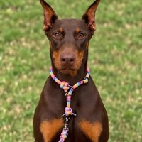 Coleira de Treino para Cachorros em Corda com Limitador – Cachorraria