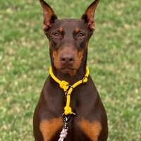 Coleira de Treino para Cachorros em Corda com Limitador – Cachorraria