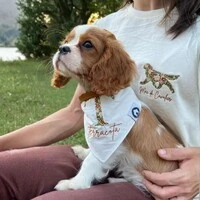 T-shirt Personalizada Mãe de Cachorro (silhueta + frase)