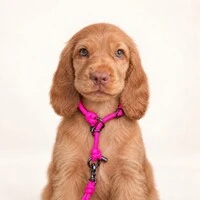 Coleira de Treino para Cachorros em Corda com Limitador – Cachorraria