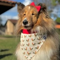 Laçarote com Enchimento Canta Galo Frente