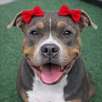 Kit com 4 Lacinhos Mega Presilha – Vermelho e Rosa Pink - 02 pares - para Cachorro