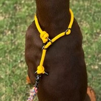 Coleira de Treino para Cachorros em Corda com Limitador – Cachorraria