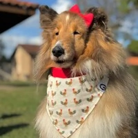 Bandana Canta Galo
