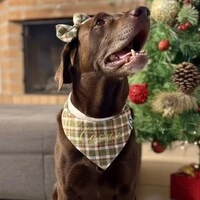 Bandana de Natal 