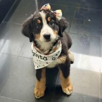 Bandana Coração do Campo