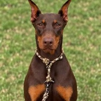 Coleira de Treino para Cachorros em Corda com Limitador – Cachorraria