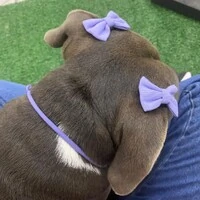 Kit 10 Lacinhos + 1 BRINDE