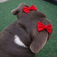 Kit com 4 Lacinhos Mega Presilha – Vermelho e Rosa Pink - 02 pares - para Cachorro