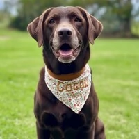 Bandana Capim Dourado