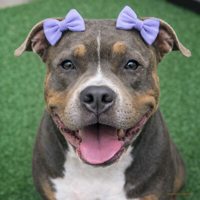 Foto Kit com 6 Lacinhos Mega Presilha – Lavanda, Tiffany e Rosa - 03 pares - para Cachorro