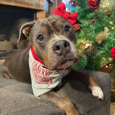 FotoBandana de Natal 