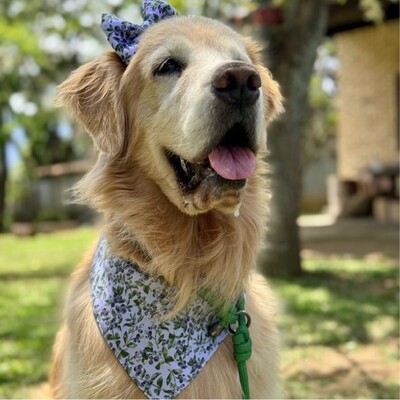 Foto Bandana Mirtillo