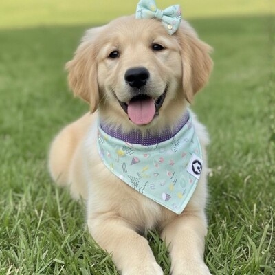 Foto Bandana Bala de Goma