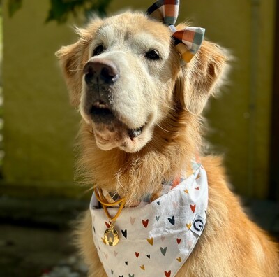 Como ensinar seu cachorro a usar acessórios? Precisa ser adestrador?