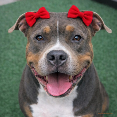 FotoKit com 4 Lacinhos Mega Presilha – Vermelho e Rosa Pink - 02 pares - para Cachorro