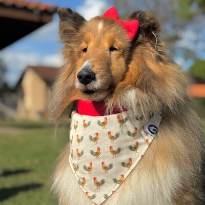 Foto Bandana Canta Galo