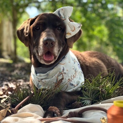 Foto Bandana Voos para um Novo Ciclo