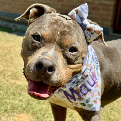 Foto Bandana Aurora