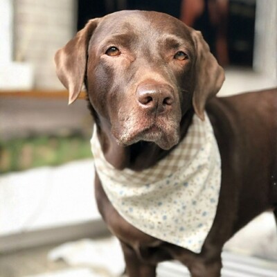 Foto Bandana Erva-doce