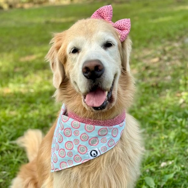 Bandana Rosa do Mato