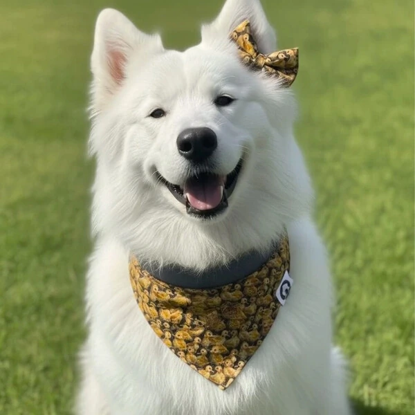 Laçarote com Enchimento Entre Plumas Verso