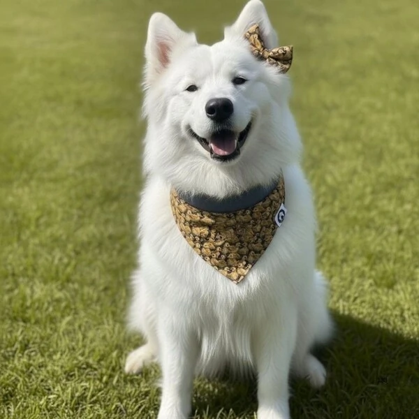 Bandana Entre Plumas