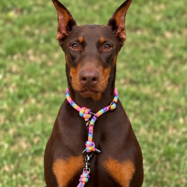 Coleira de Treino para Cachorros em Corda com Limitador – Cachorraria