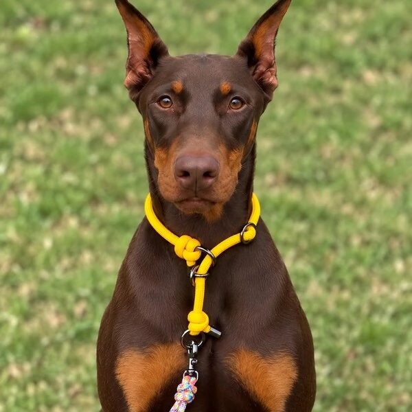 Coleira de Treino para Cachorros em Corda com Limitador – Cachorraria