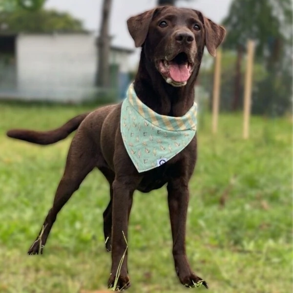 Bandana Lago dos Patos