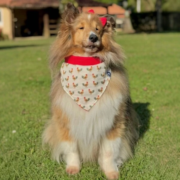 Bandana Canta Galo