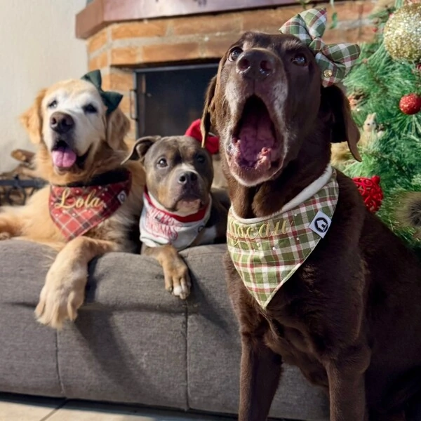 Bandana de Natal 