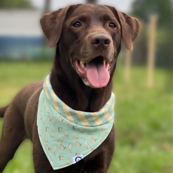 Bandana Lago dos Patos