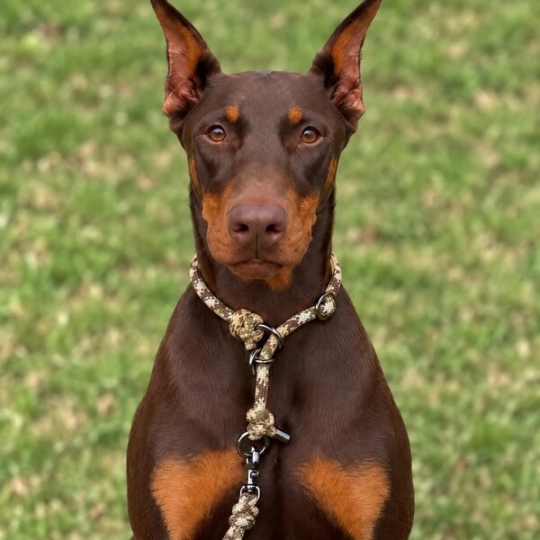 Coleira de Treino para Cachorros em Corda com Limitador – Cachorraria