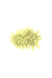 Broche Crisântemo