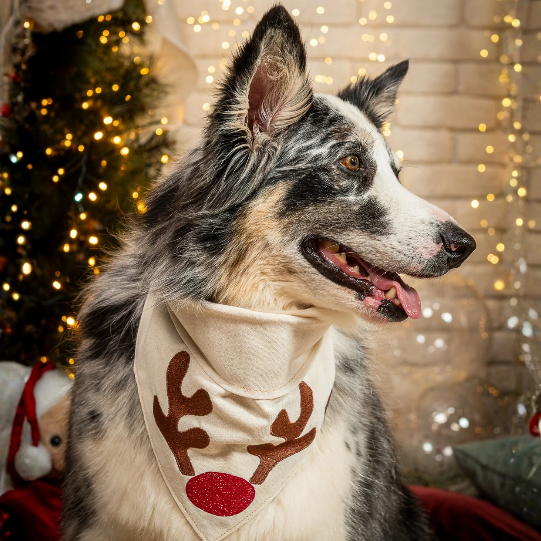 FotoBandana Reno Encantado