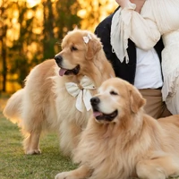 Laçarote Pet Box para Casamento - Bridal