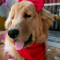 Laço Colorful - Rouge