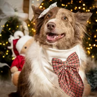 Bandana Laço Presente de Natal