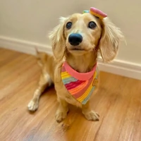 Bandana Unicórnio