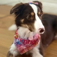 Bandana Pelucita