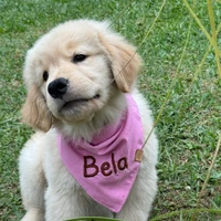Bandana Colorful - Rosa Bebê