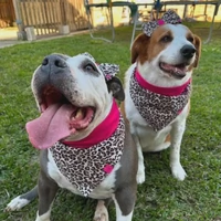 Bandana Oncinha II