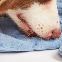 Pelúcia Cabo de Guerra Elefante