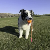 KONG Bunji High Viz Ball - Médio